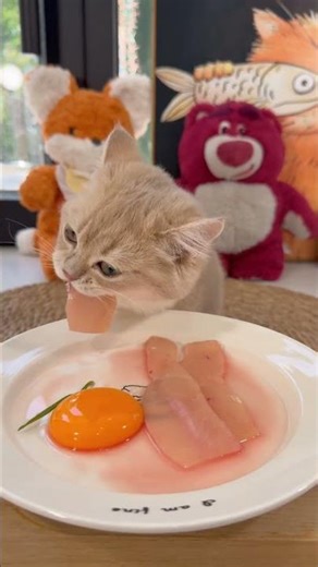 Look.. The cat's appetite increases #cat #asmr #kucing #mukbang #funny