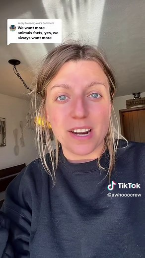 Celebrating Eggs: The Chicken's Egg Song and Nesting Habits