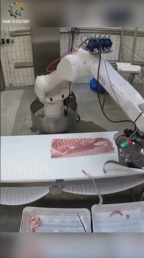Robots replace humans: pork factories without workers? #meatprocessing #porkmeat #processingfactory