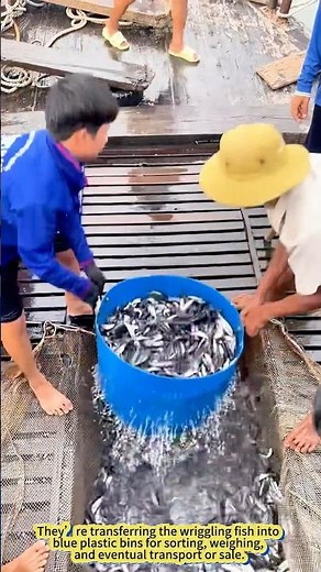 Net Full of Silver—Fish Harvest in Action!