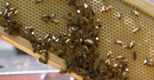 Bee colonies seeing a decline across the U.S.