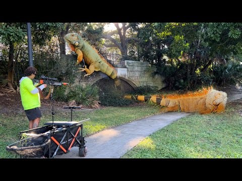￼Iguanas Took over Private pond! Iguana Hunt with Airgun and Electric Scooter!
