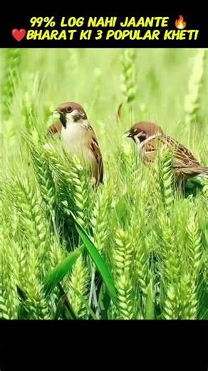 🌾भारत की टॉप 3 खेती जिनसे करोड़ों लोग कमाते हैं | 99% लोग नहीं जानते#agriculture #tea #facts #shorts