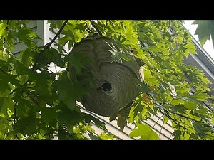 Bucket of death : soapy water vs hornets : dish soap on wasps