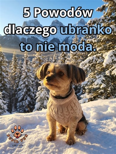5 powodów, dlaczego ubranko dla psa to nie moda