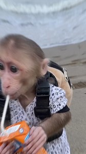 Les 3 animaux les plus proches génétiquement de l’humain Incroyable Mais Vrai | faiseemoc84