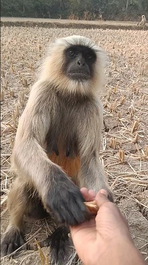 monkey langur kaise mere pass thumak thumak ke a Raha Hai Dekho #langur #monkey 🚩🚩🐒🐒🍡