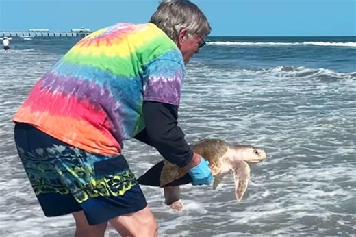 Beach Cleanup Volunteers Find Rare, Endangered Sea Turtle Among 10,000 Pieces of Trash