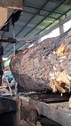 Milling a Big Pin Oak: A Sawmill Experience