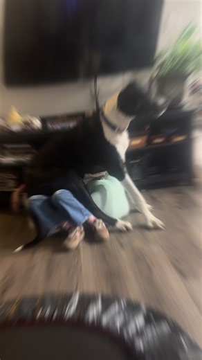 Rannger is glad to see his little girl again. He is crazy about her #GreatDaneLife #DogLife #GentleGiant #GreatDanes #TexasDogs @sara_rosegarden