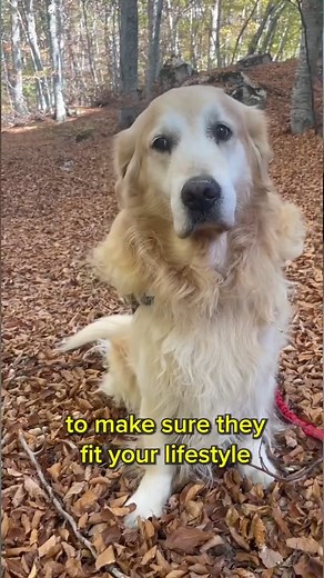 5.5K views · 81 reactions | Are you thinking of getting a dog? Make sure to learn these 3 simple new dog owner tips before welcoming a new family member! #doghealth #dogadvice #dogparents #dogowners #puppyonwer #puppytips | PetLab Co. | Facebook