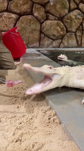 This Albino Gator is quite the chomper😳 These guys are always biting first and asking questions later😅 Good thing they have those osteoderms on their skin to protect themselves🙌 Osteoporosis terms are bony deposits near the top of their skin that basically serve as armor from any predators, including other gators😅 These guys will bite each other all the time and that armor stops them from getting seriously hurt😬
