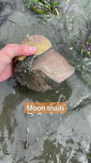 Moon Snail Discovery & Close Up: Beachcombing Adventure