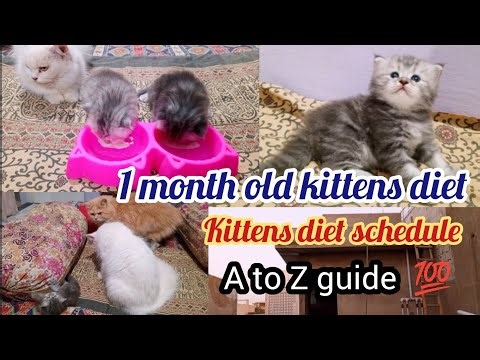 Kitten feeding schedule | What and how to feed kittens of 4 to 6 weeks old | KITTYcat Vlogs
