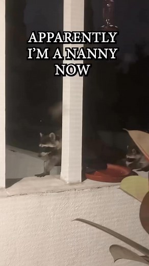 🤣🤣🤣🤣 Reposted from @glenda_is_nuts Feral Toddlers & Tiaras #raccoon #babyanimals | Steph Gibbs