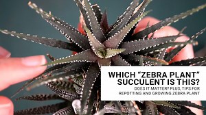 Will the Real Zebra Plant Please Stand Up? | Plant ID Confusion Solved