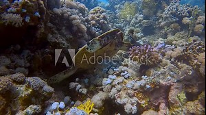 A hawksbill turtle swims gracefully through a colorful coral reef, showcasing its patterned shell and flippers. Part of a collection of videos showcasing vibrant coral gardens.