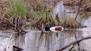 All kinds of wildlife today. Spent some time watching this Northern shoveler and as I was filming it a Sora swam right past me. First time ever seeing one of these ducks. Thunder Bay Ontario Canada #chrisartistphotography | Chris Artist Photography