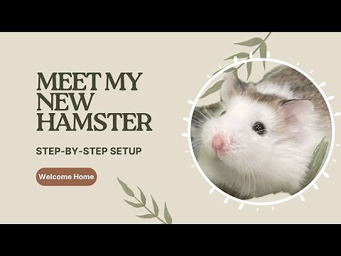 Meet My New Hamster | New Hamster Cage Setup Step-By-Step