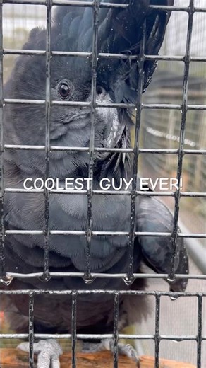 Coolest Parrot Ever! Got Dance skills🦜 #birds #holiday #shorts #parrots #birdworld