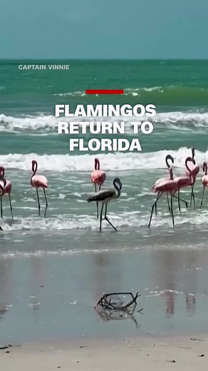 The state director of research for Audubon Florida says that since Hurricane Idalia blew through, they’ve gotten reports of flamingos from around Florida, as well as Georgia, the Carolinas, Texas, Kentucky, and many other places. #cnn #news #flamingos #hurricane #idalia #florida
