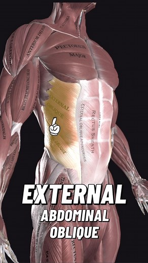 15K views · 437 reactions | External abdominal oblique is a paired...