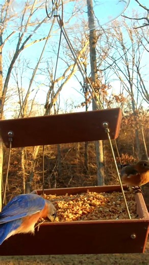 eastern bluebird chatter #birding #birdingparadise #birdfeeder #birdlovers #birdsounds #nature