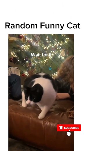 Kumpulan kucing berantem lucu #cat #kucing