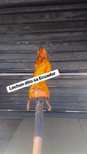 Cuy, also known as guinea pig, is a small domesticated rodent native to South America. It is often raised for its meat, which is a traditional food in the Andean region of South America. Cuy is high in protein and low in fat, and is often prepared by roasting or frying. #fypシ゚ #cuy #trend #viralreelsfb #pinay #foodies #ecuador | Rachel Elea Zar