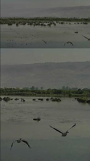🐦 "Nature’s Airshow: Pelican Migration Spectacle! 🌍🎥"