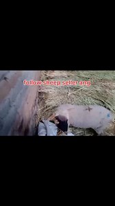 8082395849 Asalamualaikum hope all friends are fine. 2 ewes are looking for new home at Shangus Anantnag. 19k asking price Call him for more details #ewes #video #post @topfans Follow sheep seller ang For ADD PROMOTION CONTACT 77808 37312 Thanks to all brothers who support 🙏 ❤️ 💙 💕 | sheep seller ang