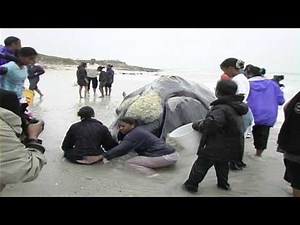 Exploding Southern Right Whale on beach near Cape Town - 14 Sept 2005