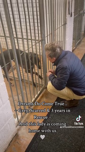 1.3M views · 81K reactions | Our Christmas Dreams have come true …. Grey, scarred and 3 years in rescue. This Lady is coming home with us 懶 I just have to, she has completely taken over my heart 沈 Team Tom  Hector's Greyhound Rescue | The Old Manor Stables | Facebook