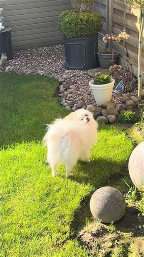 Sharing is caring 🥰 Pomeranian love 🥰 @mrspinkycrazybaglady