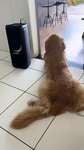 Rave dog 😅 | YOUR EDM