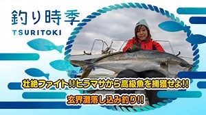 【釣り時季】壮絶ファイト！ ヒラマサから高級魚を捕獲せよ!玄界灘落とし込み釣り！ - DAIWA CHANNEL