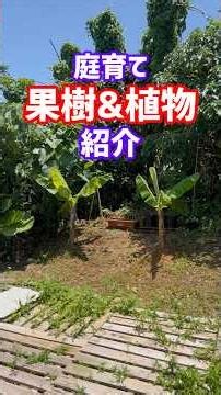 庭で育ててる果樹&植物 #家庭菜園