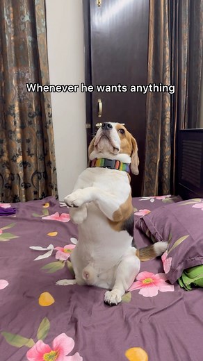 Doodle the beagle | And this works every time! What does your pet do?? Comment Follow @doodle.thebeagle for more entertainment! #doodlethebeagle #funnyreels... | Instagram
