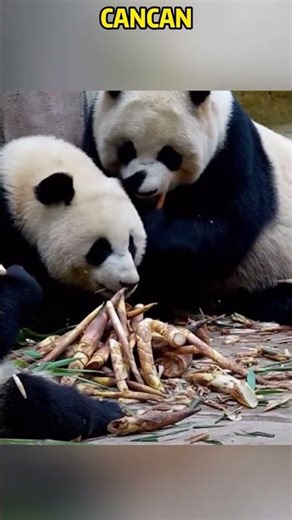 土匪璨璨是怎么带娃的 #panda #redpanda夕消 #animals #redpanda夕消 #上野パンダ #funny #上野パンダ #cute #cutepanda #pets #zoo