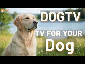 4 Hours of TV for Your Dog 🐶 | Leave This On for Calm & Comfort