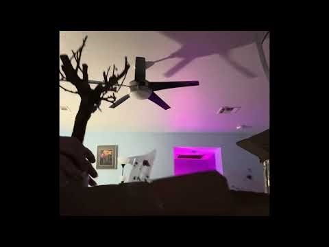 Spirit Of Japan Bonsai unboxing / review