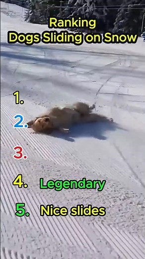 Funniest Dog Sliding Ranked #rankingshorts #funnydogs #funnydogcompilation #funniestfails