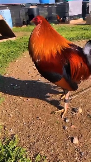 194K views · 7.5K reactions | Secrets to Raising Happy and Healthy Chickens: A Beginner's Guide #chicken #poultrycaretips #responsiblebreeding | Gamefowl Enthusiast | Facebook