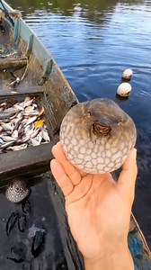 Puffer fish are well-known for their ability to puff themselves up. This defense tactic involves sucking water into their stomach, rendering them too large for predators to eat. Yet, the intrigue surrounding puffer fish goes far beyond their inflating skills. #aquariumhobby #aquarium #reelsviralシfb | Hendrix backyard TV
