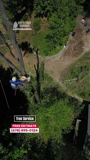 Tree Services in Georgia