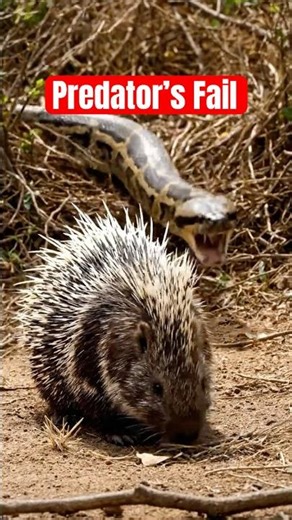 Porcupine vs Giant Python | Nature’s Shocking Twist 🦔🐍 #revenge #justice