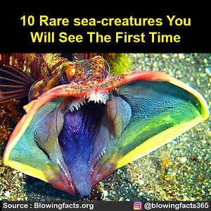 519K views · 1.2K reactions | 10 Rare sea-creatures You Will See The First Time | Facts that will blow your mind | Facebook
