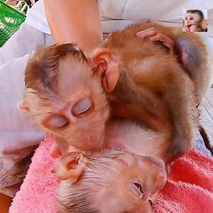 Baby Monkey Play After Take A Bath The END Sleep |ALDO CLARE | Baby AVA Monkey mod