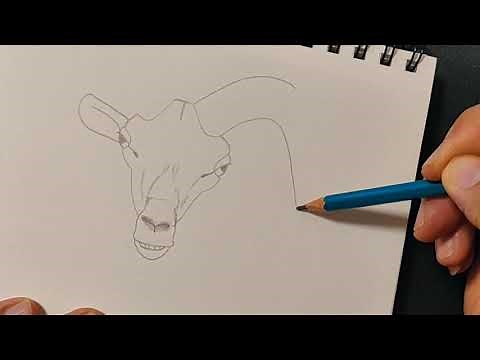 How to draw a Bighorn Sheep, step by step.