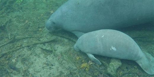 Florida manatees expected to remain below endangered criteria despite Unusual Mortality Event